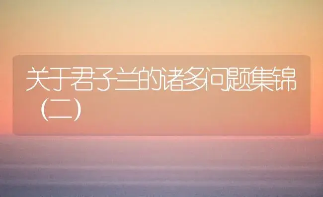 关于君子兰的诸多问题集锦（二） | 植物科普