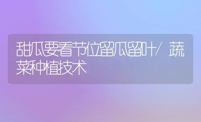 甜瓜要看节位留瓜留叶/蔬菜种植技术 | 植物科普