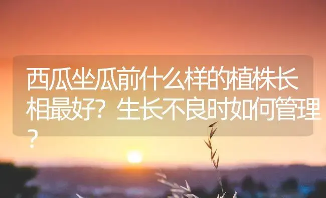 西瓜坐瓜前什么样的植株长相最好？生长不良时如何管理？ | 植物百科