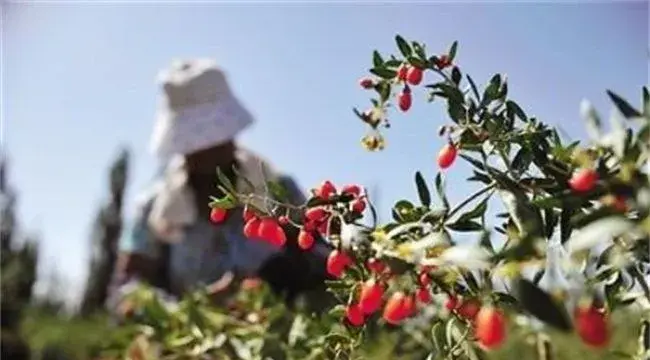 枸杞落花落果的原因及防治方法