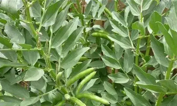 蚕豆种植如何增产