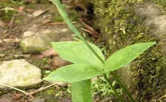 中药材半夏的高产种植技术讲解