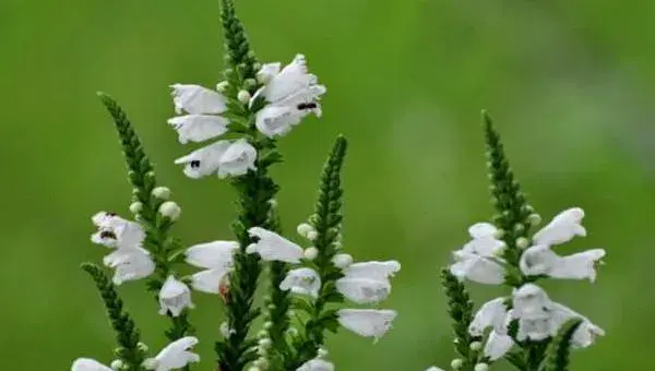 随意草怎么种 随意草种植方法与注意事项