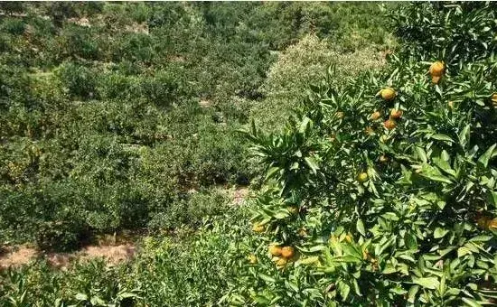 椪柑种植时间和管理要点