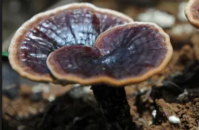 灵芝值那么多钱吗?