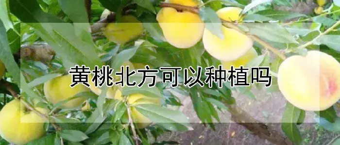 黄桃北方可以种植吗