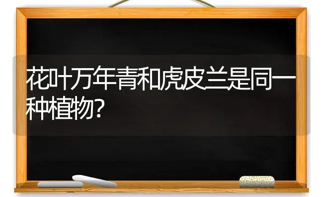 花叶万年青和虎皮兰是同一种植物？ | 植物问答