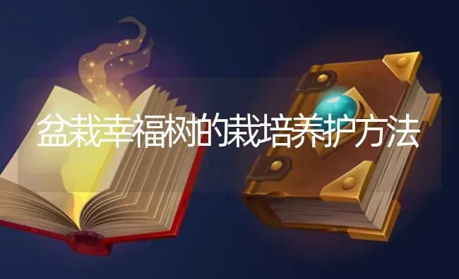 盆栽幸福树的栽培养护方法 | 植物知识