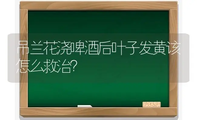 吊兰花浇啤酒后叶子发黄该怎么救治？ | 植物问答