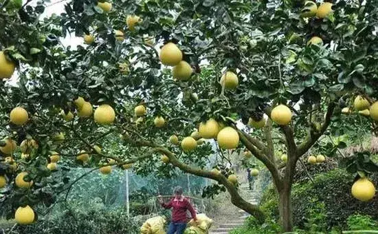 柚子修剪后枝条为什么会流胶枯死