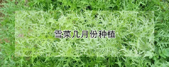 雪菜几月份种植