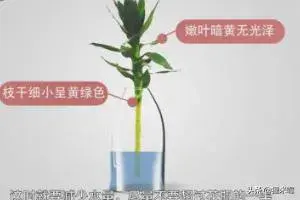水培观音竹叶子发黄怎么办？