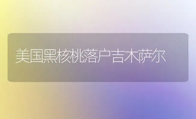 美国黑核桃落户吉木萨尔 | 植物科普