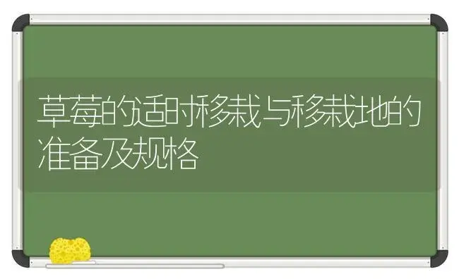 草莓的适时移栽与移栽地的准备及规格 | 植物科普