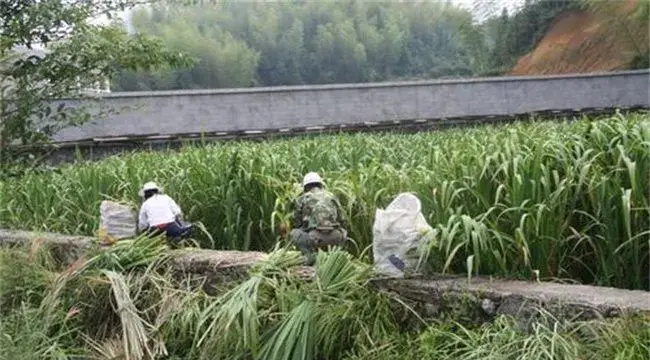 冷水茭白的栽培技术