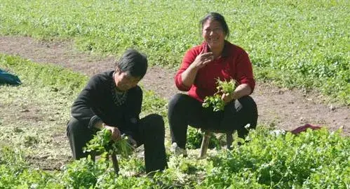 2017种香菜赚钱吗？2017种香菜前景及市场价格行情分析