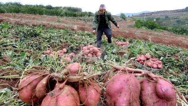 2018种红薯赚钱吗？红薯种植的利润与投资成本及前景预测