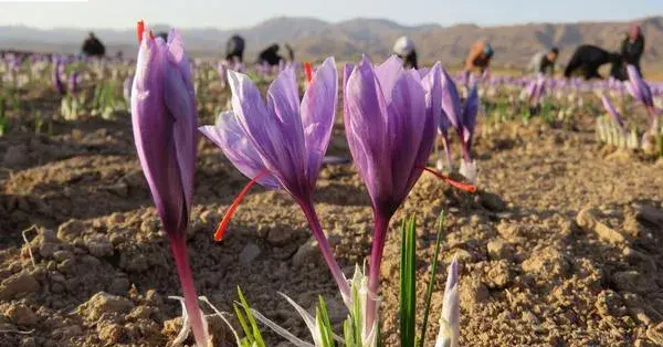 藏红花种球怎么种 藏红花什么时候种