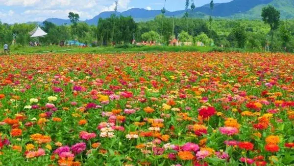 2018种百日草赚钱吗？百日草种植的利润与投资成本及前景预测