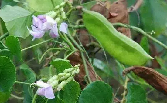 刀豆种植时间与栽培技术