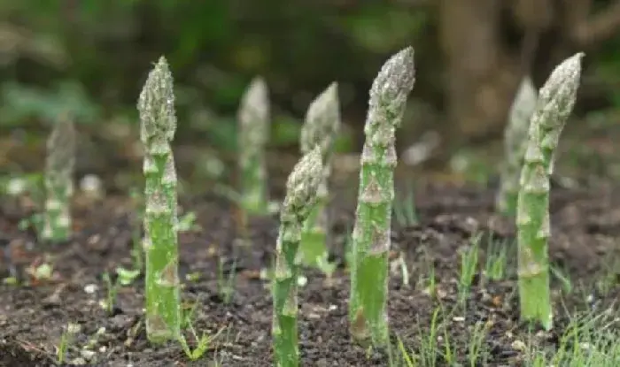 芦笋栽种高产管理技术