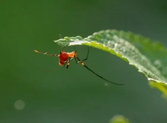 苹果红蜘蛛的特点及防治要点