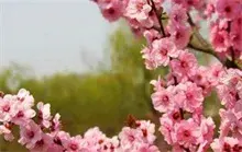 梅花盆景夏季怎么养护