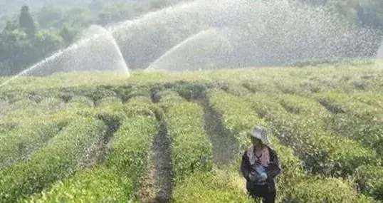 蔬菜遇高温热害怎么办？