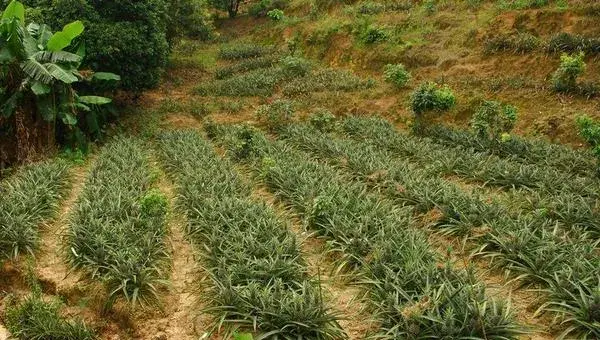 2018种菠萝赚钱吗？菠萝种植的利润与投资成本及前景预测