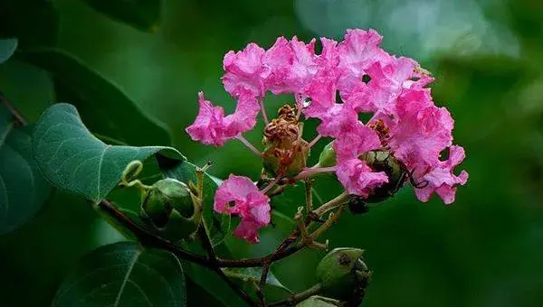 紫薇花怎么养 紫薇花种植方法与注意事项