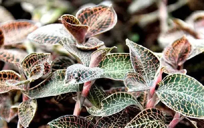 金线莲种植技术 如何种植金线莲？