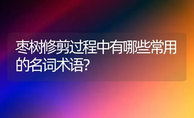 枣树修剪过程中有哪些常用的名词术语？ | 植物科普