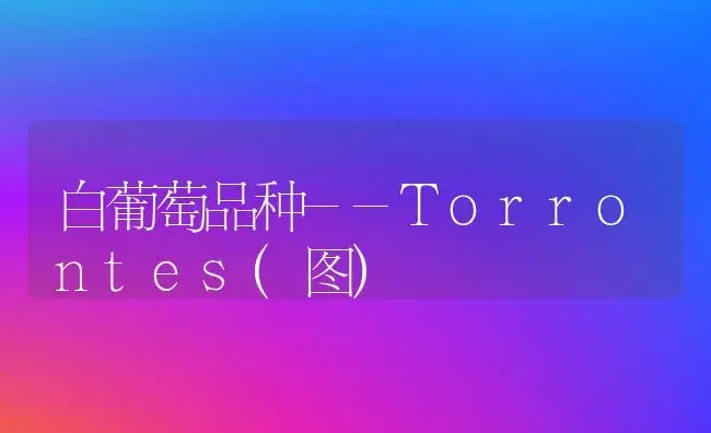 白葡萄品种--Torrontes(图) | 植物科普