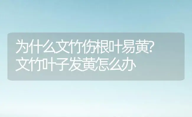 为什么文竹伤根叶易黄? 文竹叶子发黄怎么办 | 植物知识