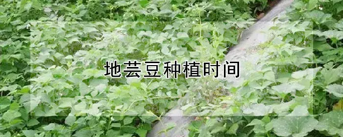 地芸豆种植时间