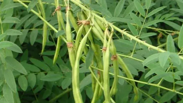 苦参种植技术 苦参种植时间及方法