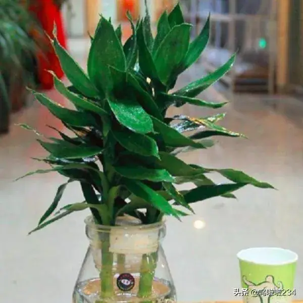 水培观音竹叶子发黄怎么办？