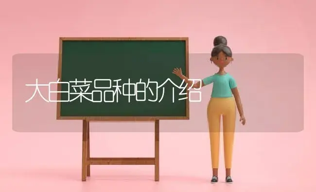 大白菜品种的介绍 | 植物科普