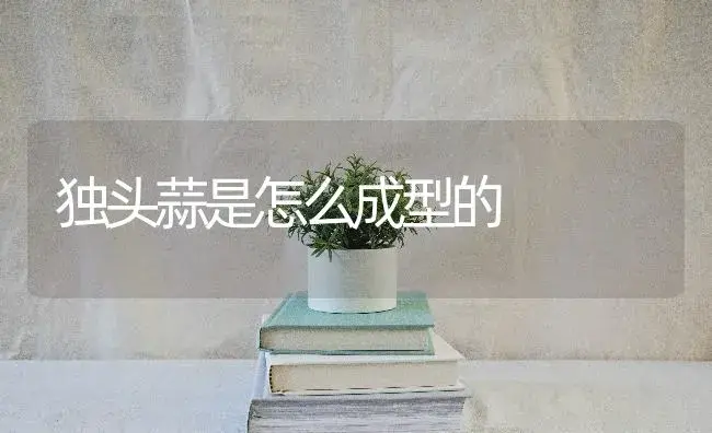 独头蒜是怎么成型的 | 植物知识