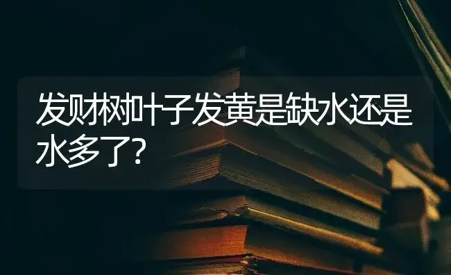 发财树叶子发黄是缺水还是水多了？ | 植物问答