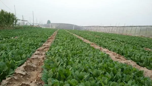 菠菜种子什么时候种 菠菜成熟的季节