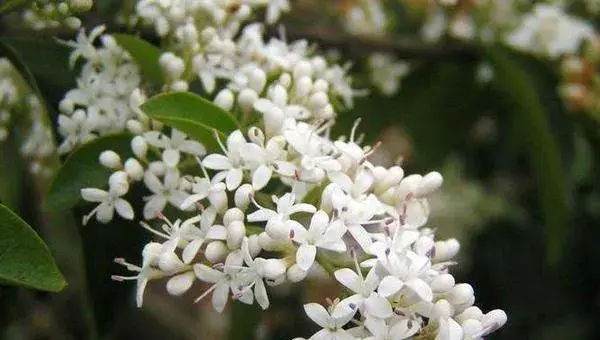 晚香玉花什么时候开花 晚香玉花种球什么时候种