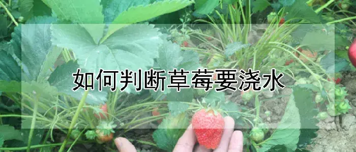 如何判断草莓要浇水