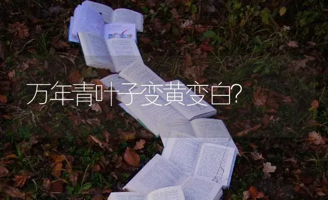 万年青叶子变黄变白？ | 植物问答