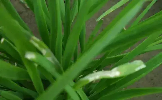 韭菜叶子发黄的原因