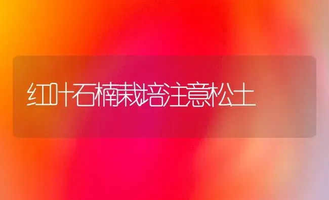 红叶石楠栽培注意松土 | 植物知识