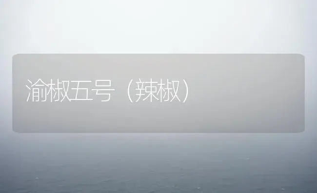 渝椒五号（辣椒） | 植物百科