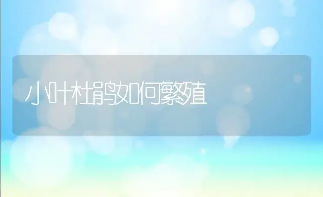盆栽桂花 | 植物科普