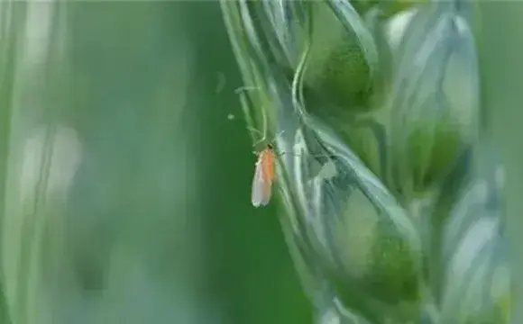 小麦吸浆虫防治技术