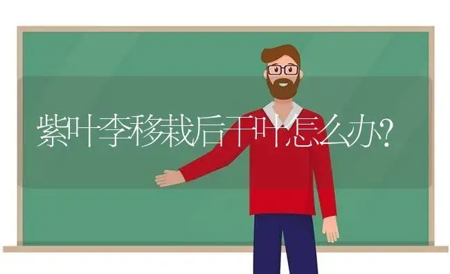 紫叶李移栽后干叶怎么办？ | 植物问答